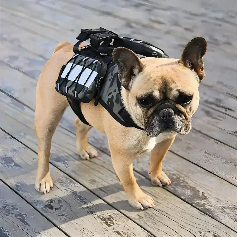 Un bouledogue français sur un balcon porte un sac à dos pour chiens noir.