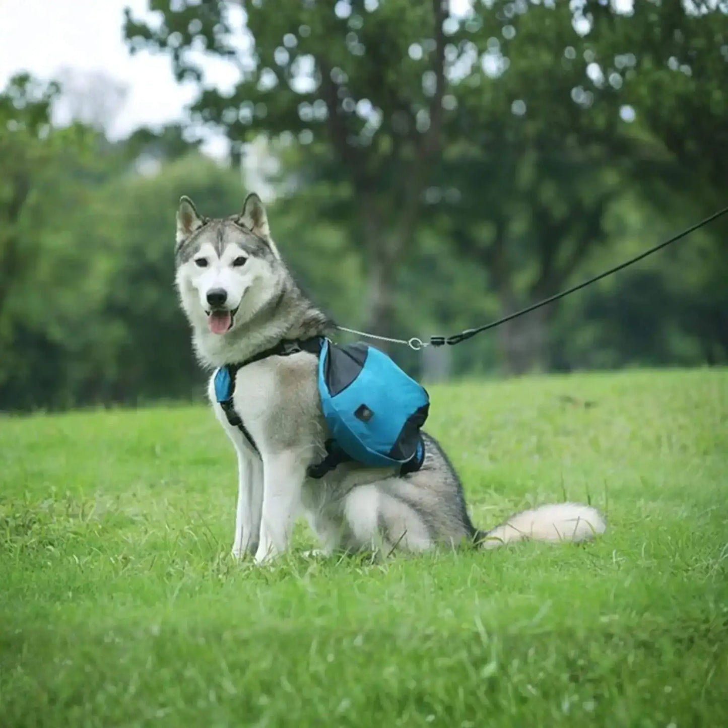 Un husky assis en laisse sur une pelouse porte le sac à dos pour chien bleu.