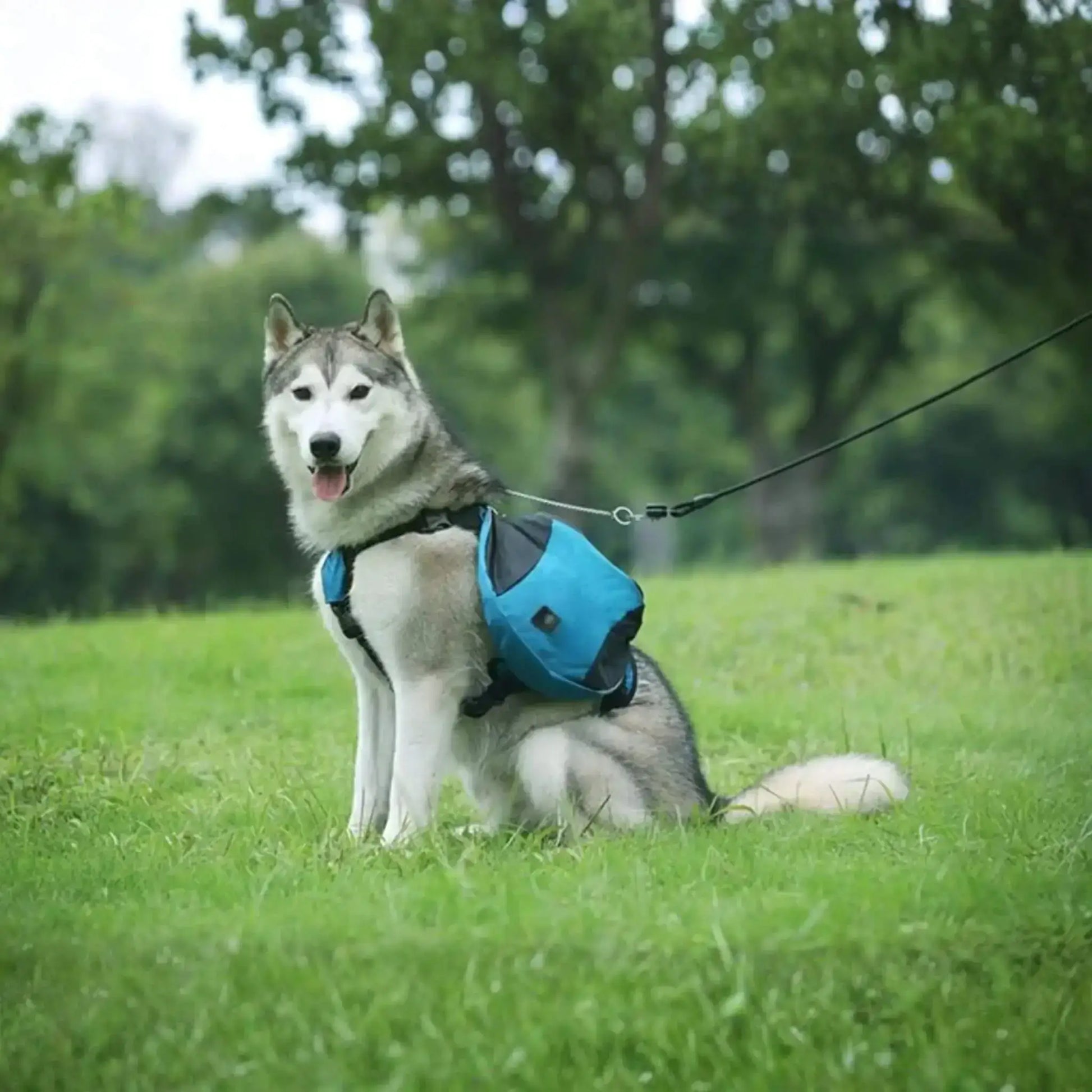 Un husky assis en laisse sur une pelouse porte le sac à dos pour chien bleu.