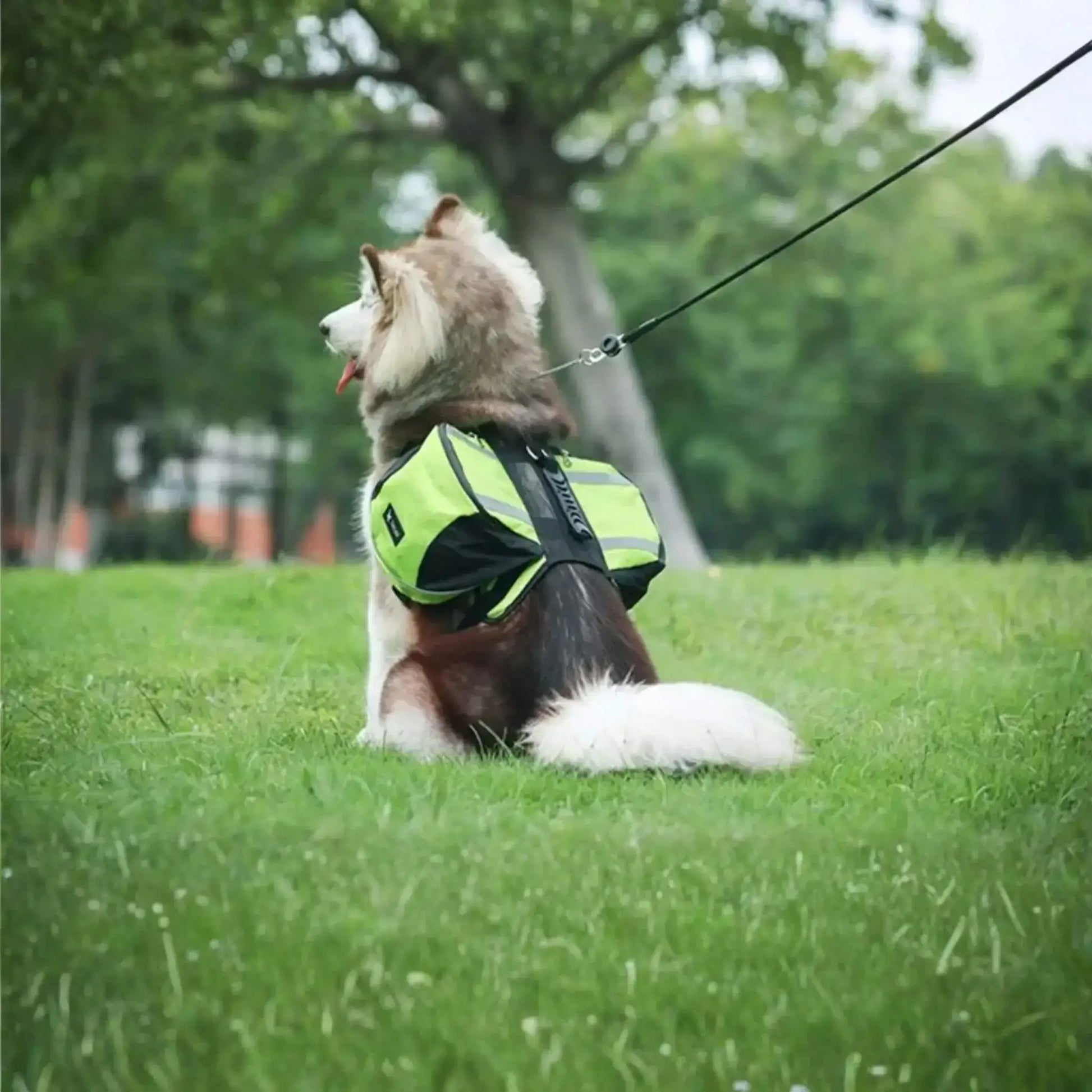 Vue de dos, un husky assis sur une pelouse porte un sac à dos pour chien vert.