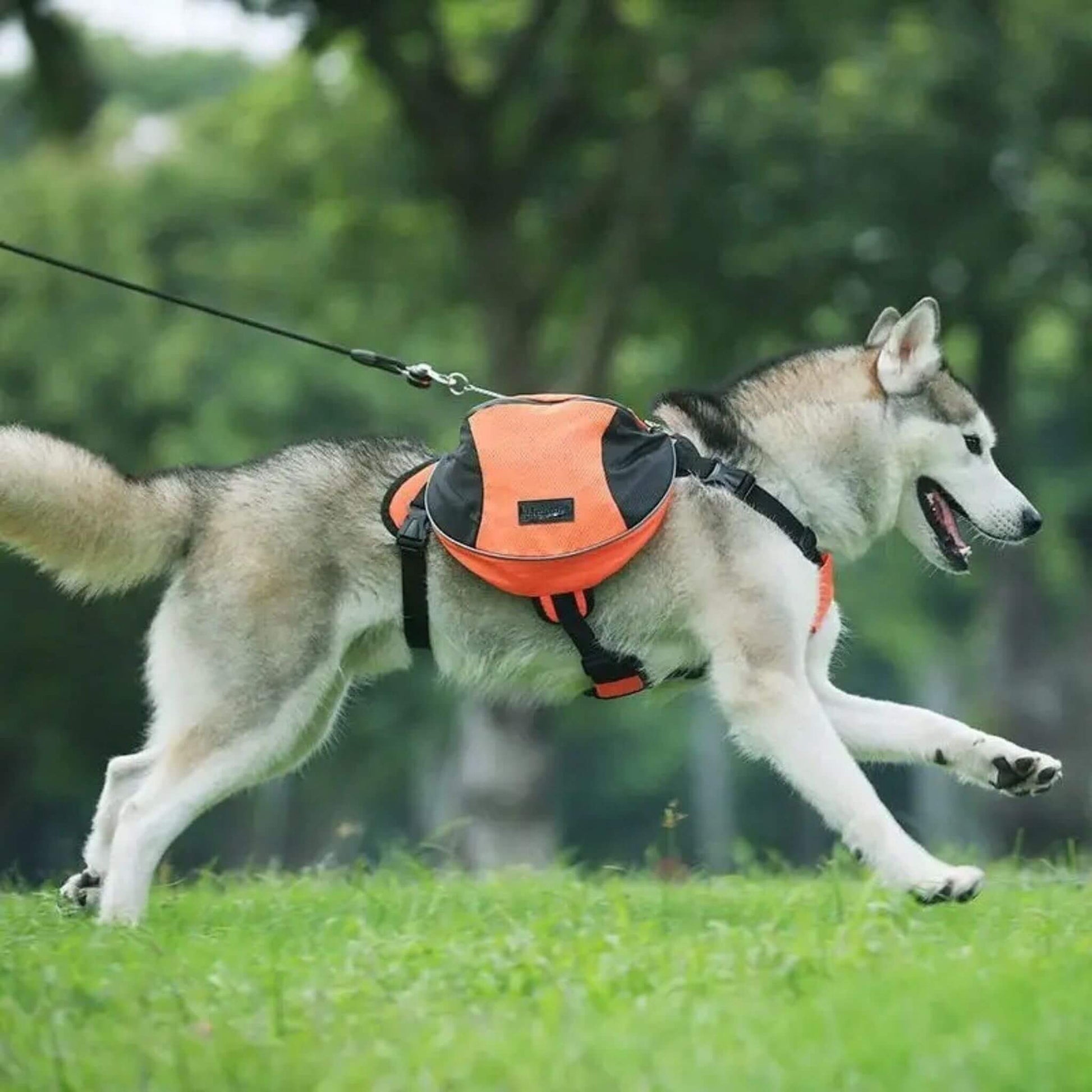 Vue latérale d'un husky en laisse courant avec son sac à dos pour chien de couleur orange. Vue des sangles ajustables