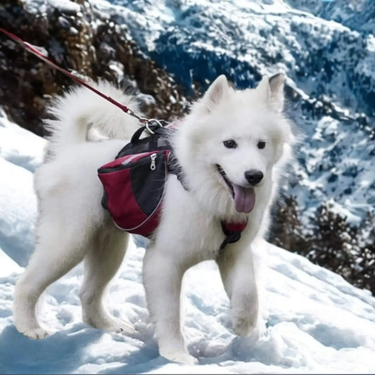 Un husky blanc dans les montagnes enneigées porte un sac à dos pour chien de couleur rouge.