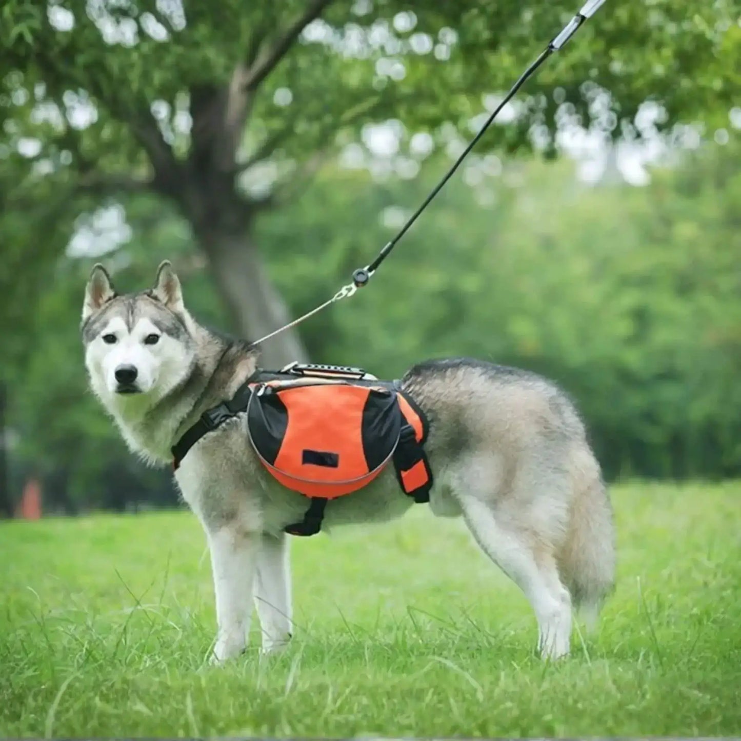 Un husky en laisse sur une pelouse porte le sac à dos pour chien orange et noir.