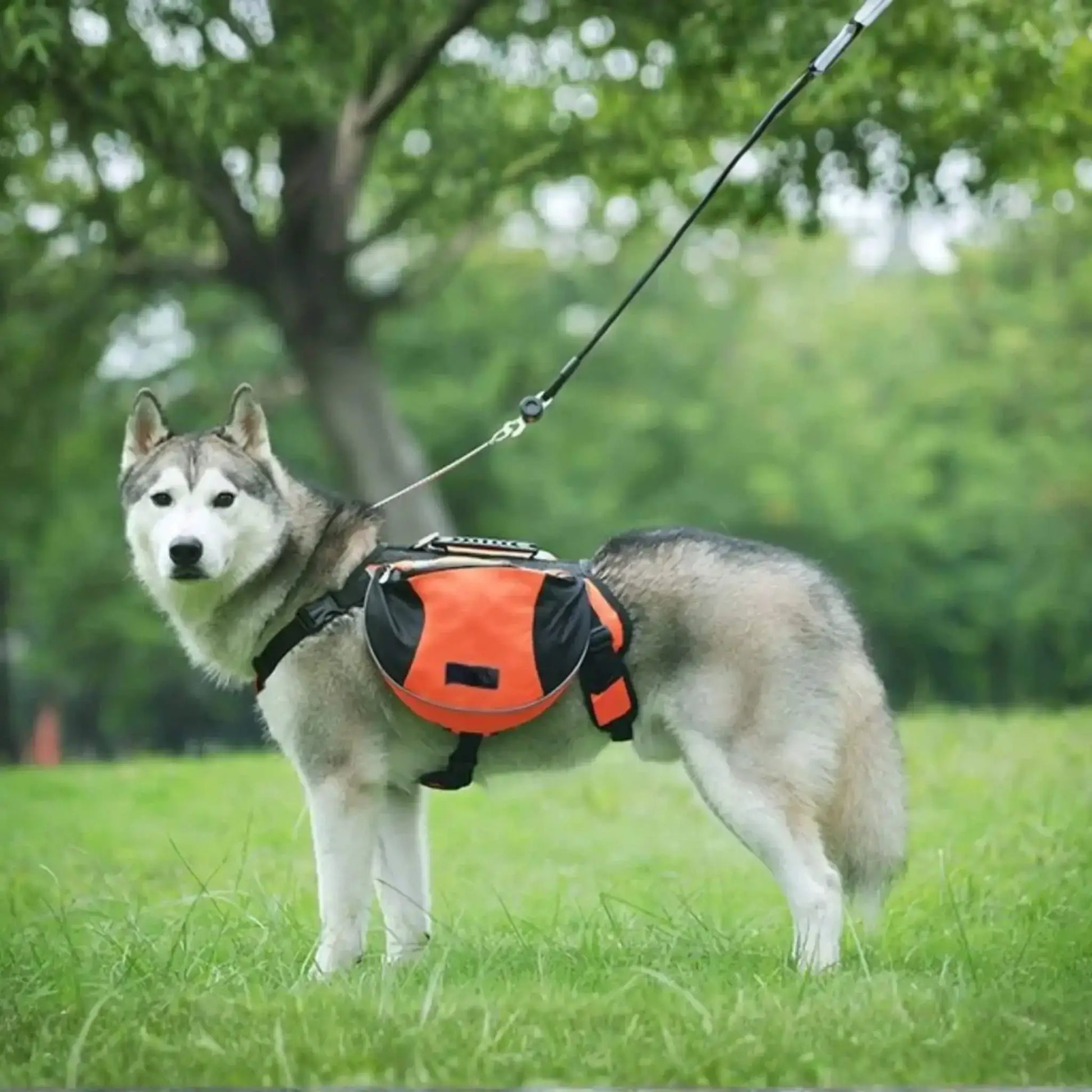 Un husky en laisse sur une pelouse porte le sac à dos pour chien orange et noir.