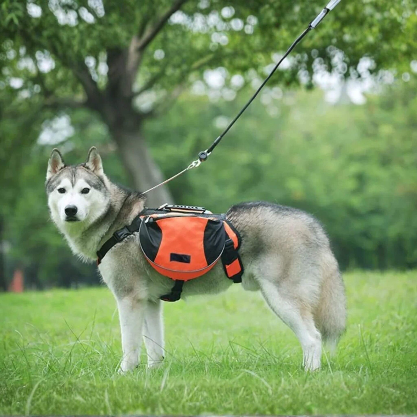 Vue de côté d'un husky avec son sac à dos pour chien avec harnais intégré de couleur orange