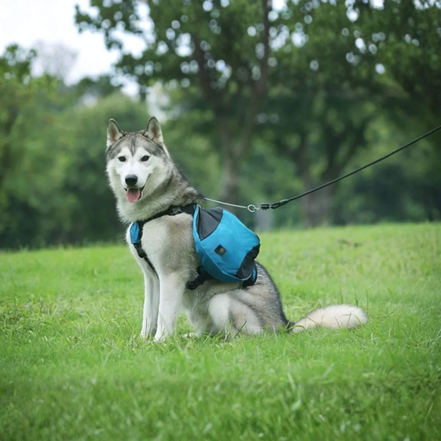 Husky en laisse vue de côté avec son sac à dos pour chien de couleur bleue