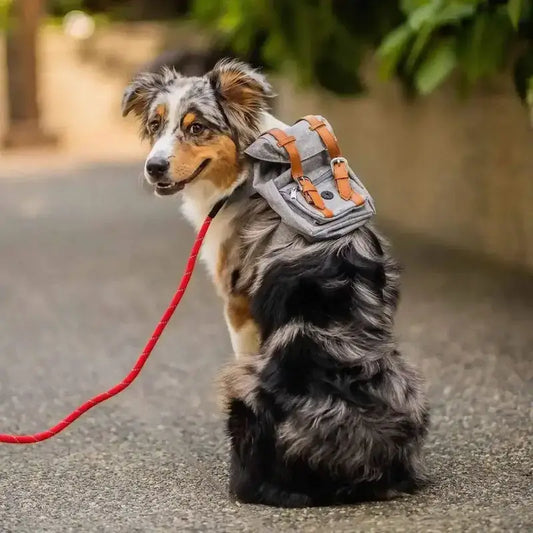 Un berger australien assis vu de dos assis dans la rue porte le sac à dos pour chien gris. 
