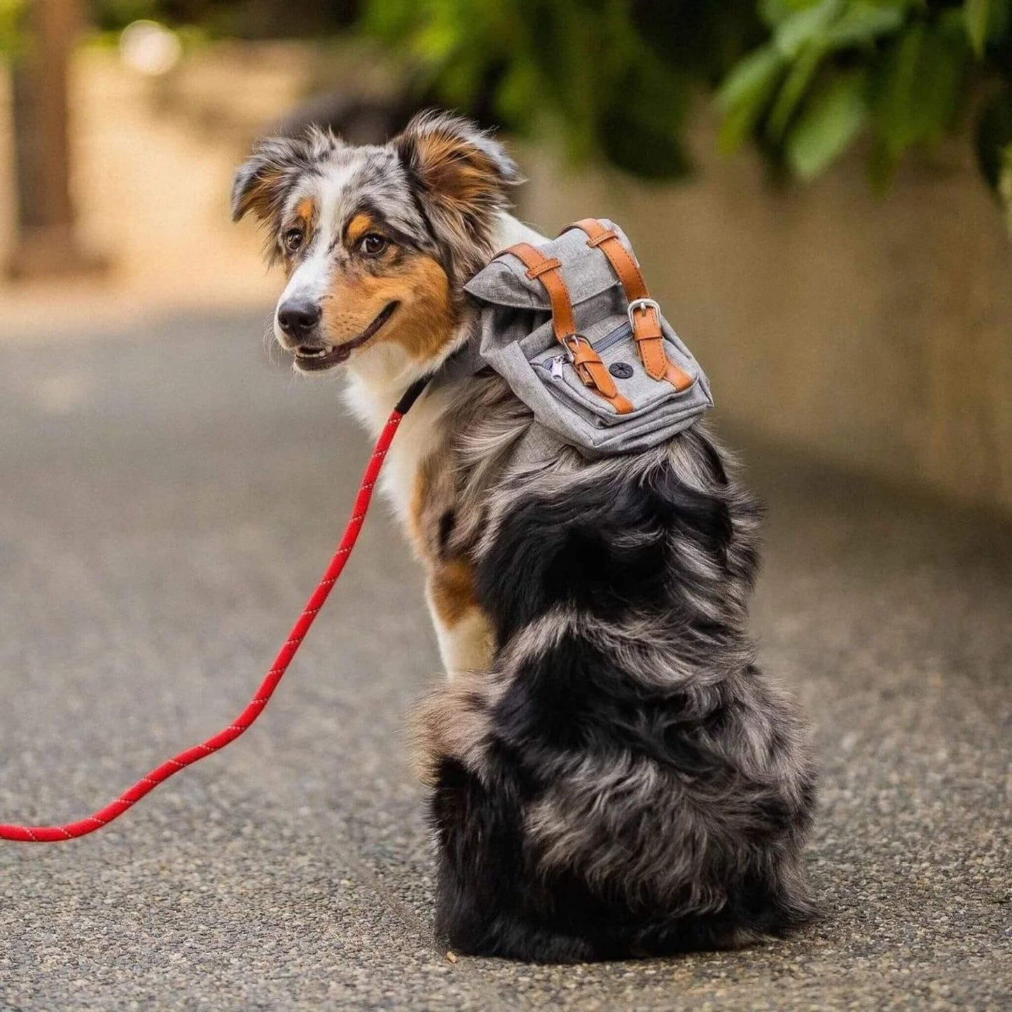 Un border collie merle en laisse à l'extérieur avec son sac dos pour chien de couleur grise