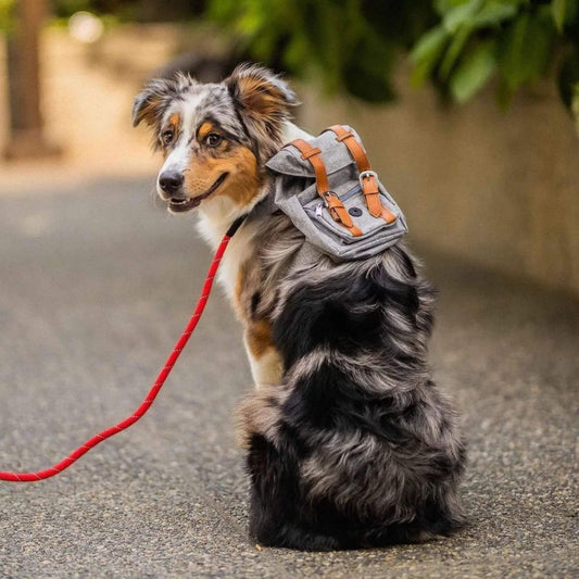 Un border collie merle en laisse à l'extérieur avec son sac dos pour chien de couleur grise