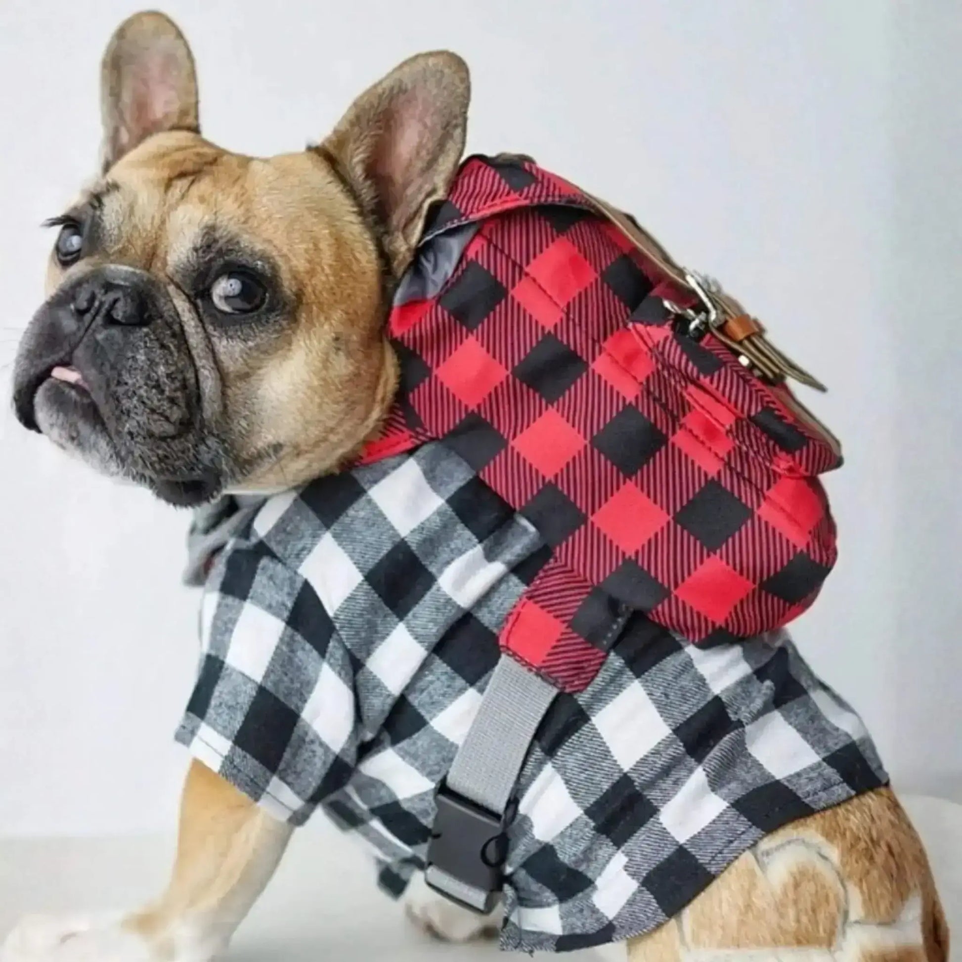Vue latérale d'un bouledogue français assis avec son sac à dos pour chien de couleur rouge.