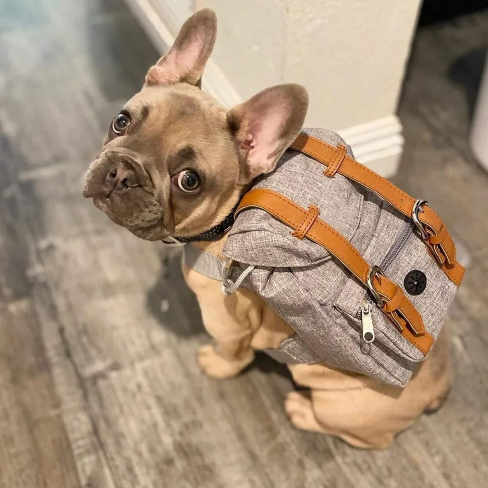 Un joli bouledogue français assis fauve vu de côté avec son sac à dos pour chien gris