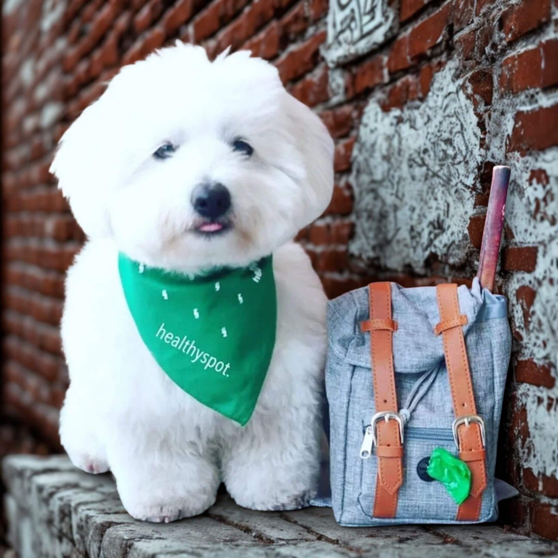 Un bichon maltais blanc assis avec un bandana vert et son sac à dos pour chien à côté devant un mur de brique 