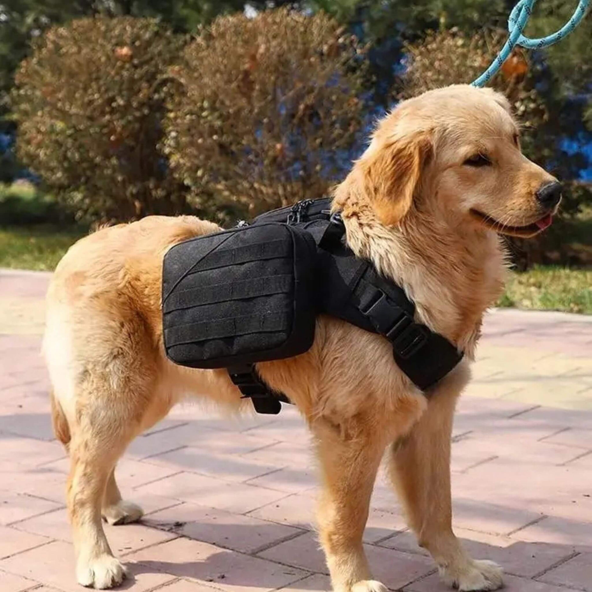 Sac pour chien noir porté par un golden retriever en laisse sur un trottoir avec broussaille en arrière-plan