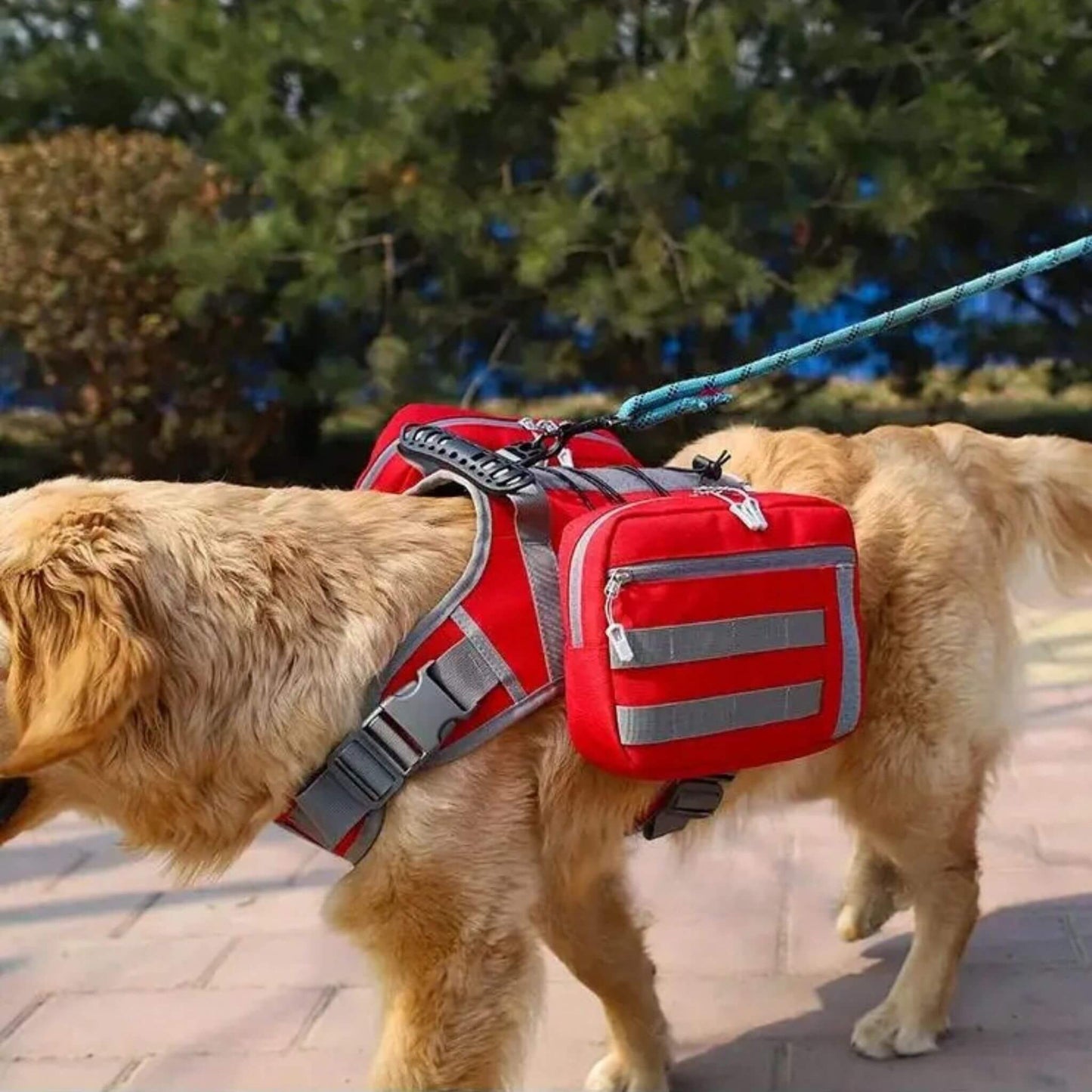 Sac pour chien de couleur rouge porté par un golden retriever blond en laisse sur un trottoir à l'extérieur