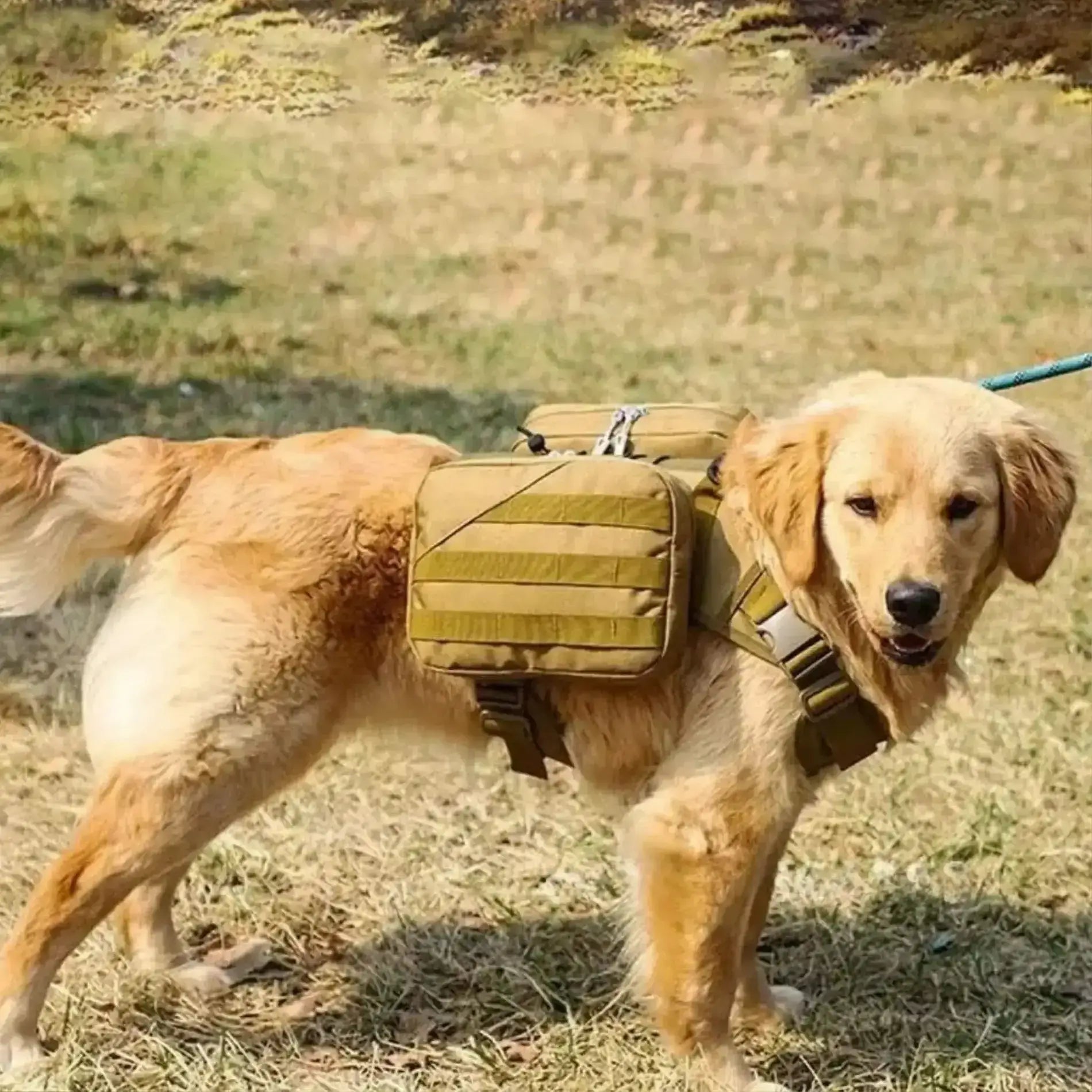 Un golden retriever en laisse porte un sac pour chien de couleur kaki.
