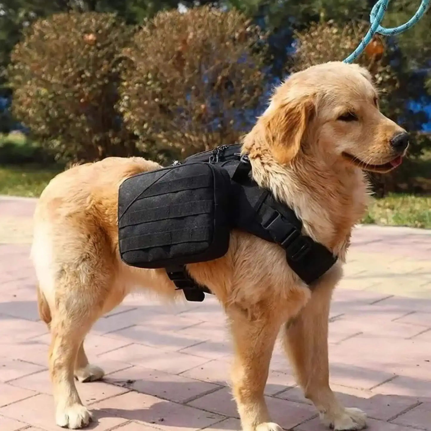 Un golden retriever en laisse sur un trottoir porte un sac pour chien.