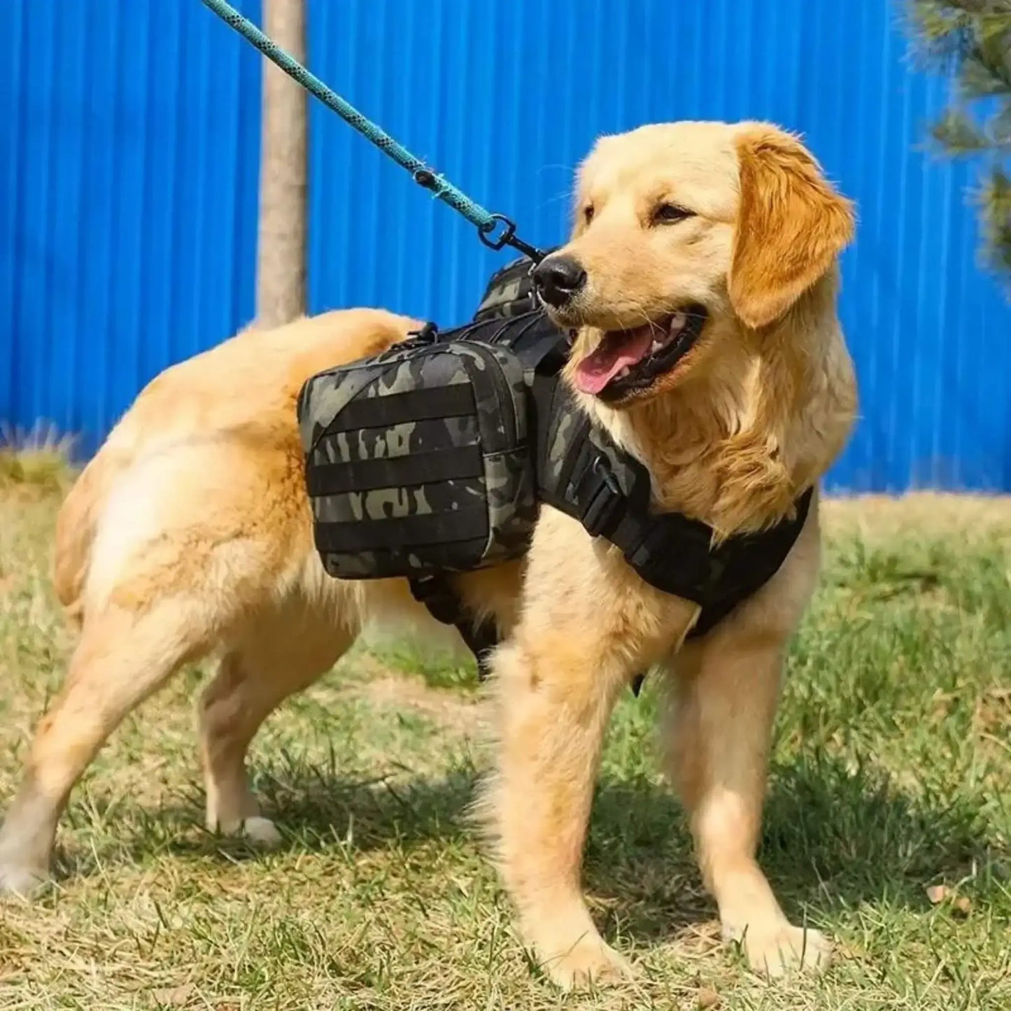 Un golden retriever en laisse sur une pelouse porte un sac pour chien noir camouflage.