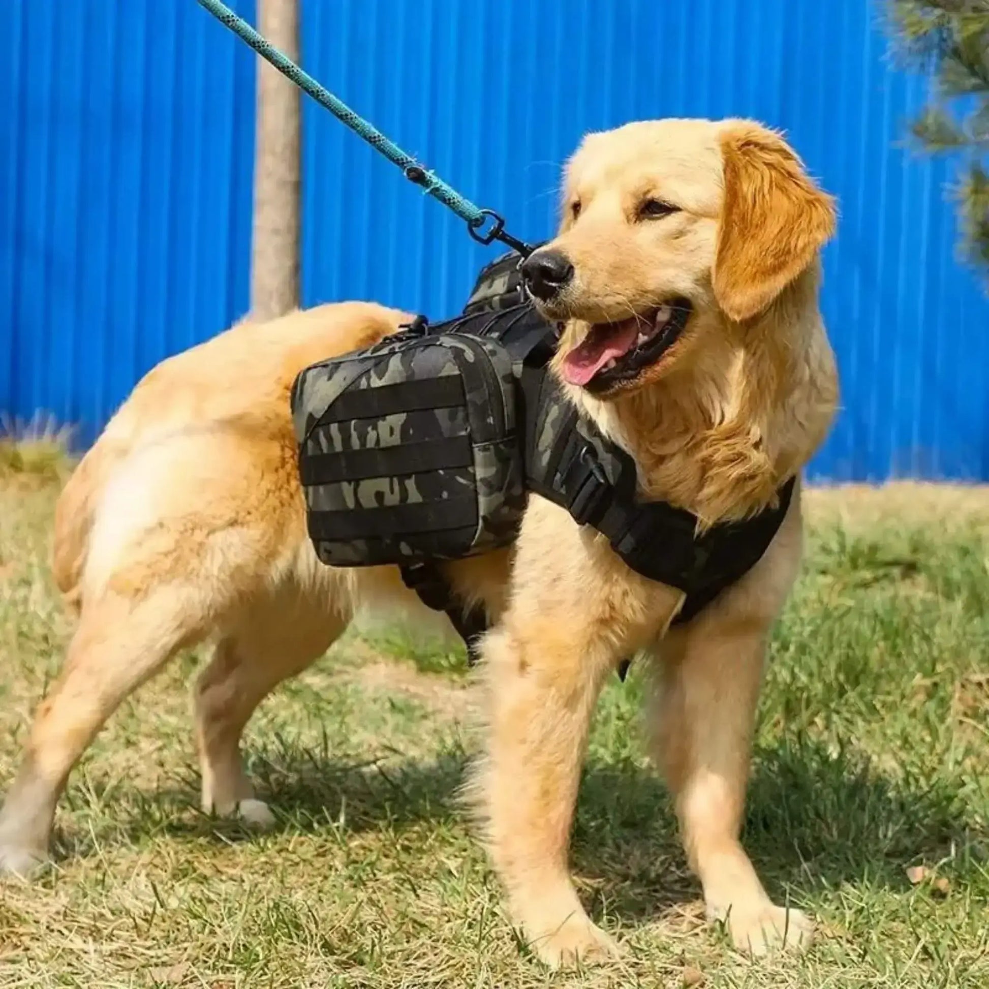 Un golden retriever en laisse sur une pelouse porte un sac pour chien noir camouflage.