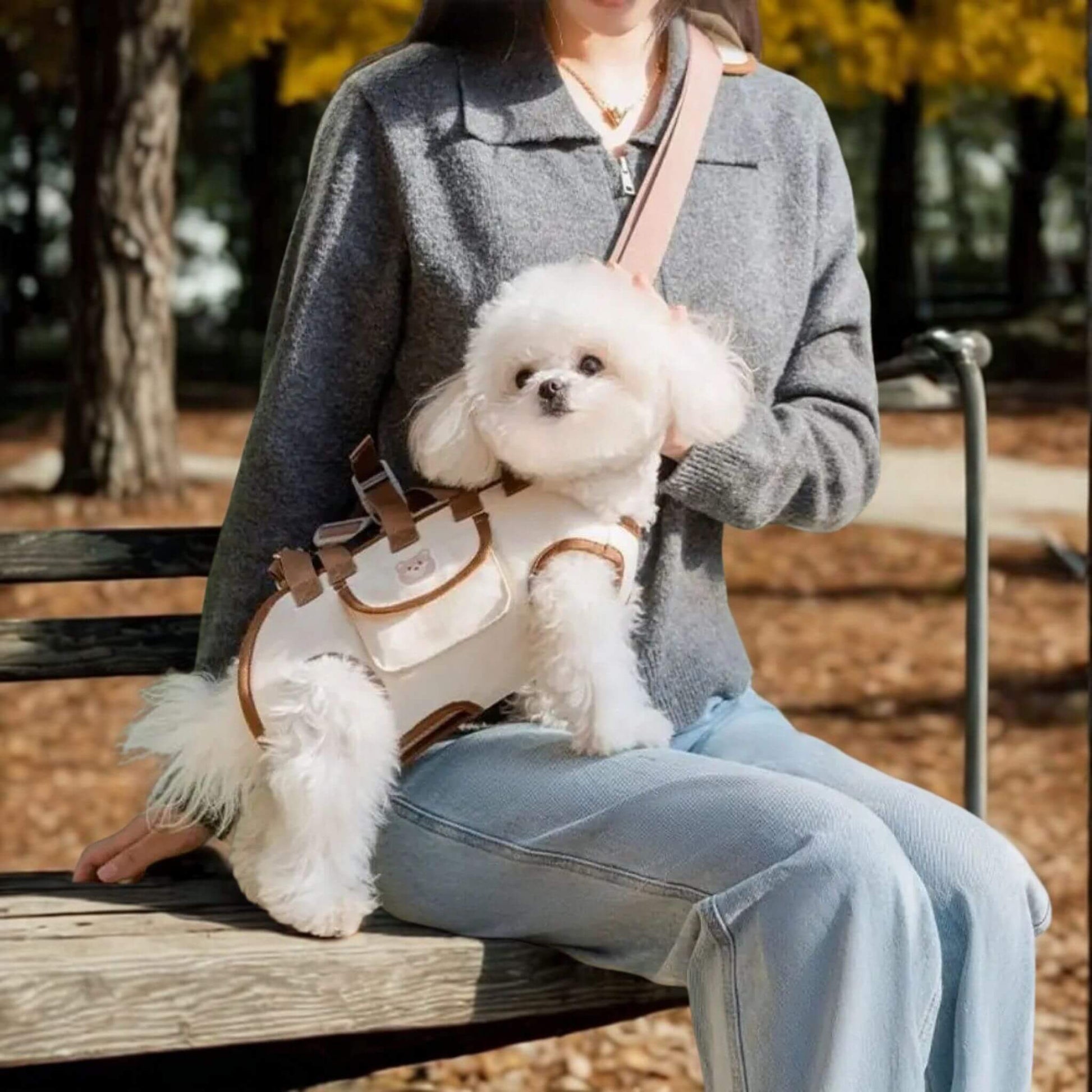 Bichon blanc sur les genoux de son son maitre sur un banc de parc