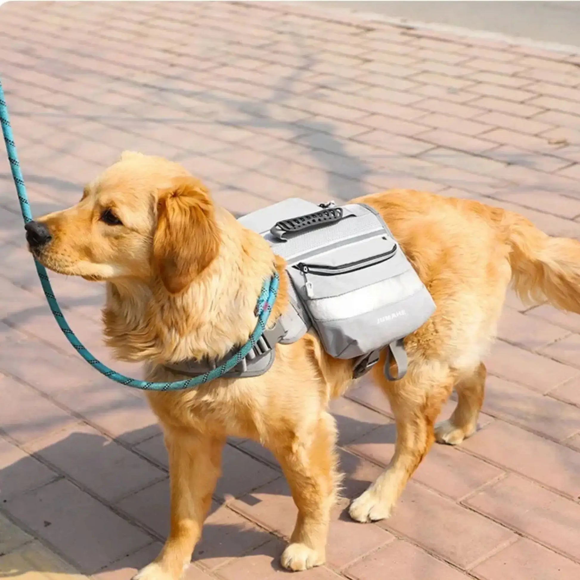 Un golden retriever en laisse porte les sacs à dos pour chien TrailDog gris.
