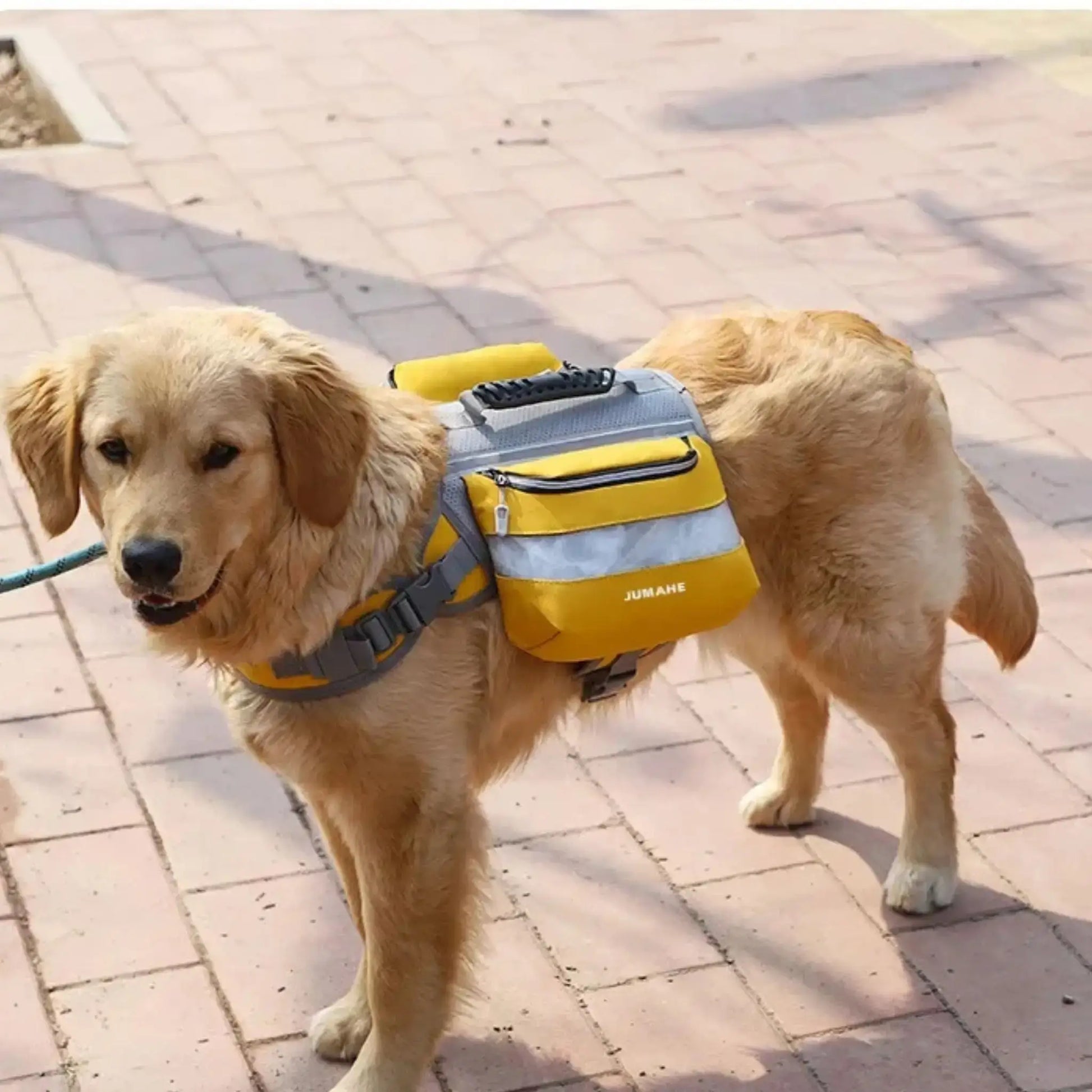 Un golden retriever porte les sacs à dos pour chiens TrailDog jaune.