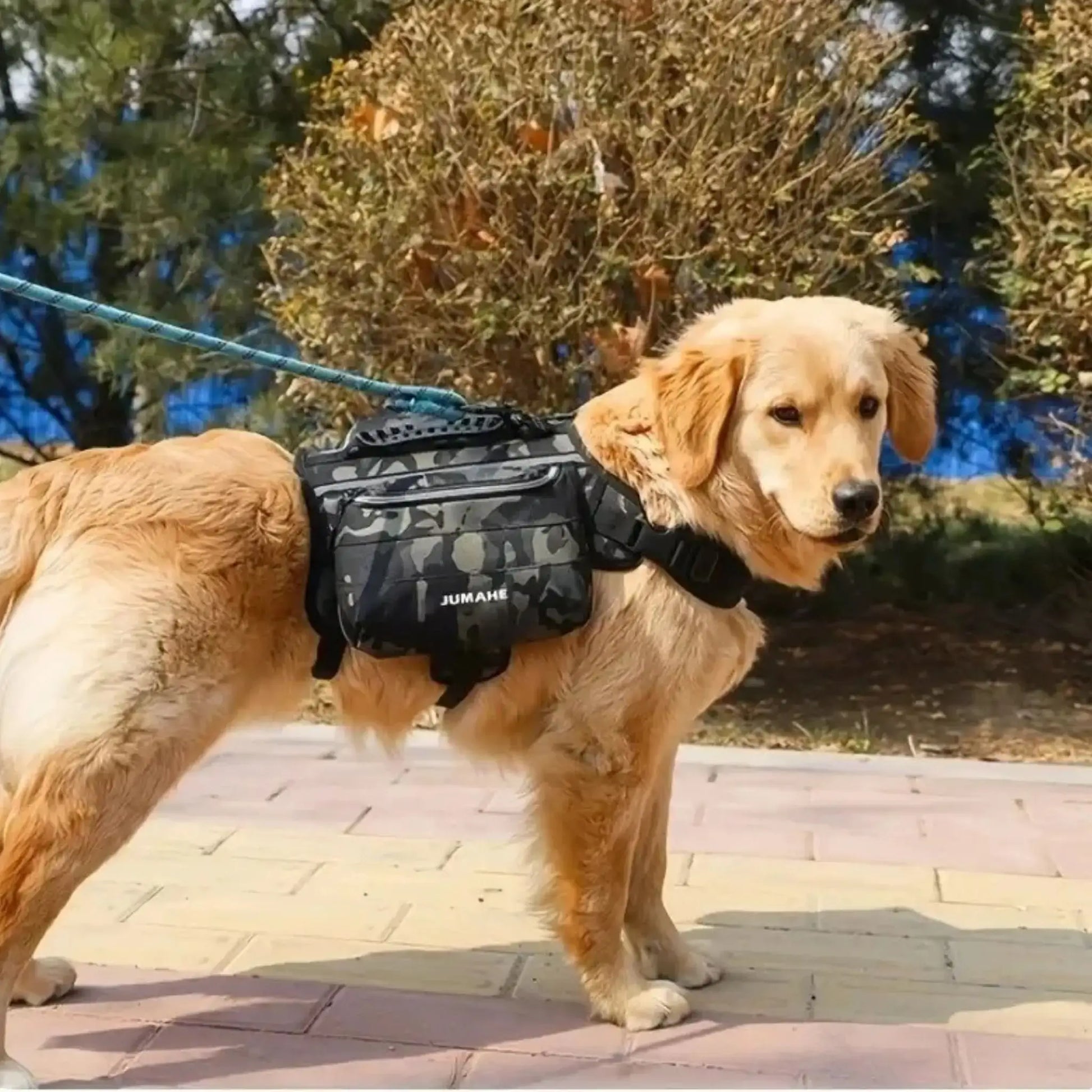 Un golden retriever en laisse porte les sacs à dos pour chiens TrailDog noir camouflage.