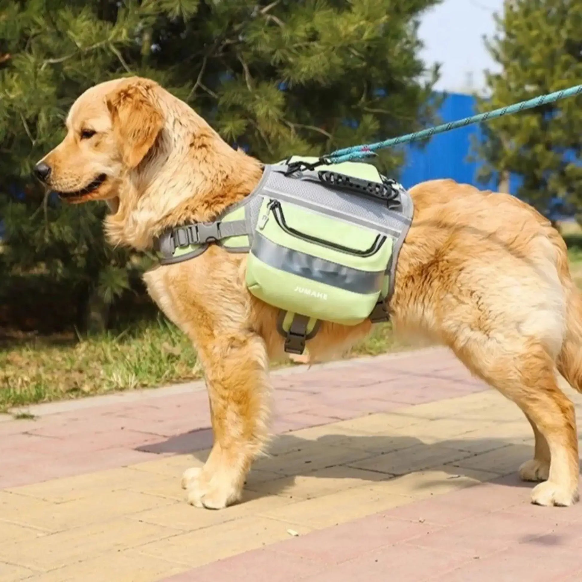 Un golden retriever en laisse porte les sacs à dos pour chiens TrailDog vert.