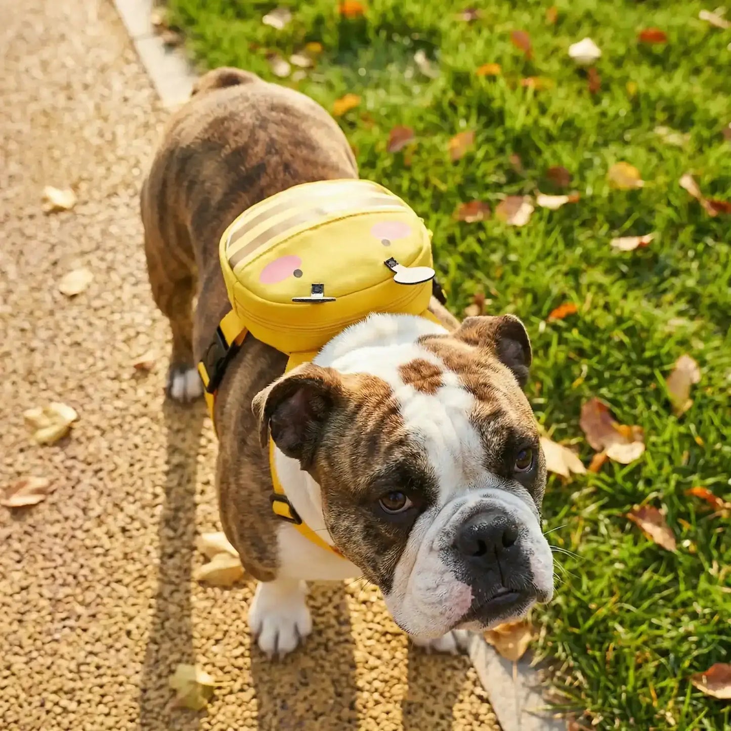 Un chiot bouledogue anglais porte les sacs à dos pour chiens WoofBag design abeille.