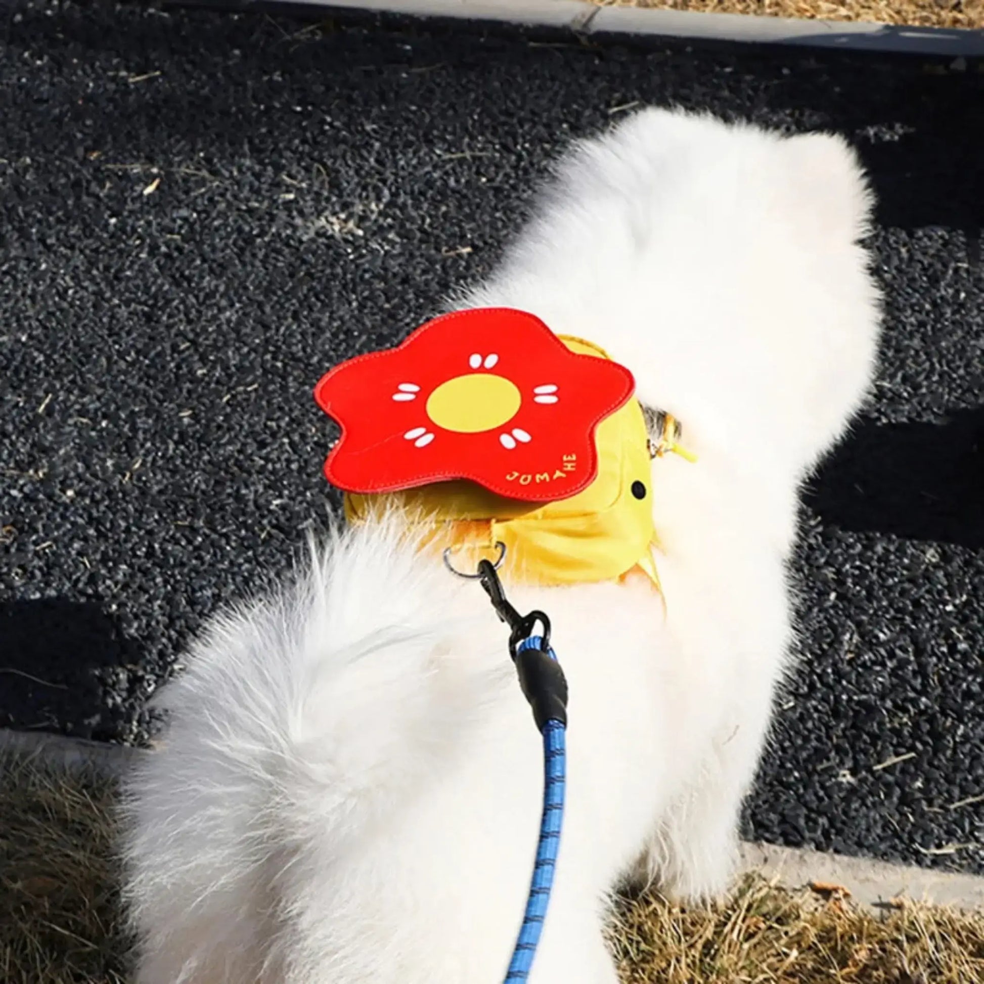 Vu de haut, un spitz japonais porte les sacs à dos pour chiens WoofBag design fleur rouge.