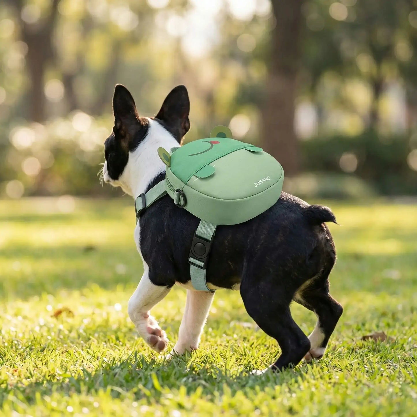 Un Boston terrier porte les sacs à dos pour chiens WoofBag design grenouille.