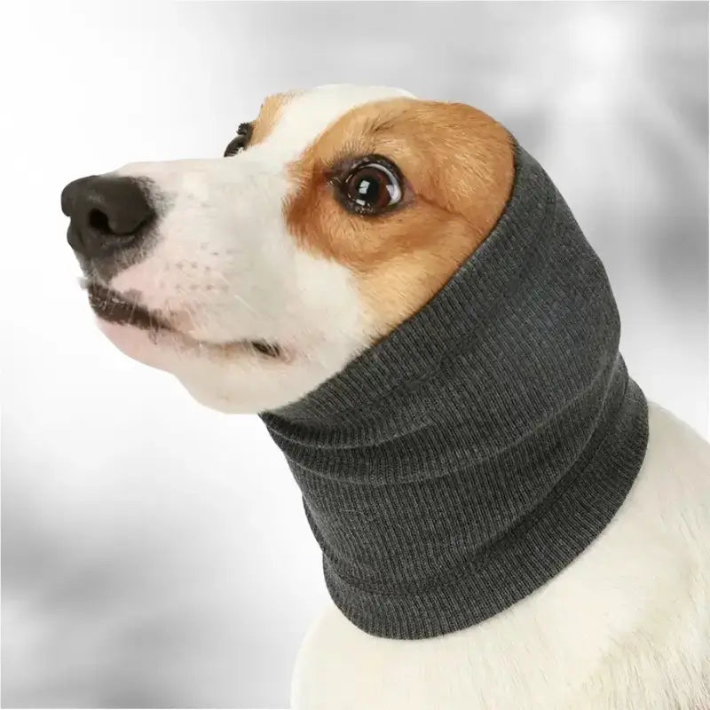 Un corgi est vêtu d'un snood pour chien de couleur grise.