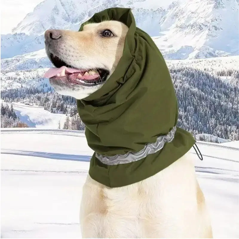 Un labrador dans les montagnes est vetu d'un snood de couleur verte.