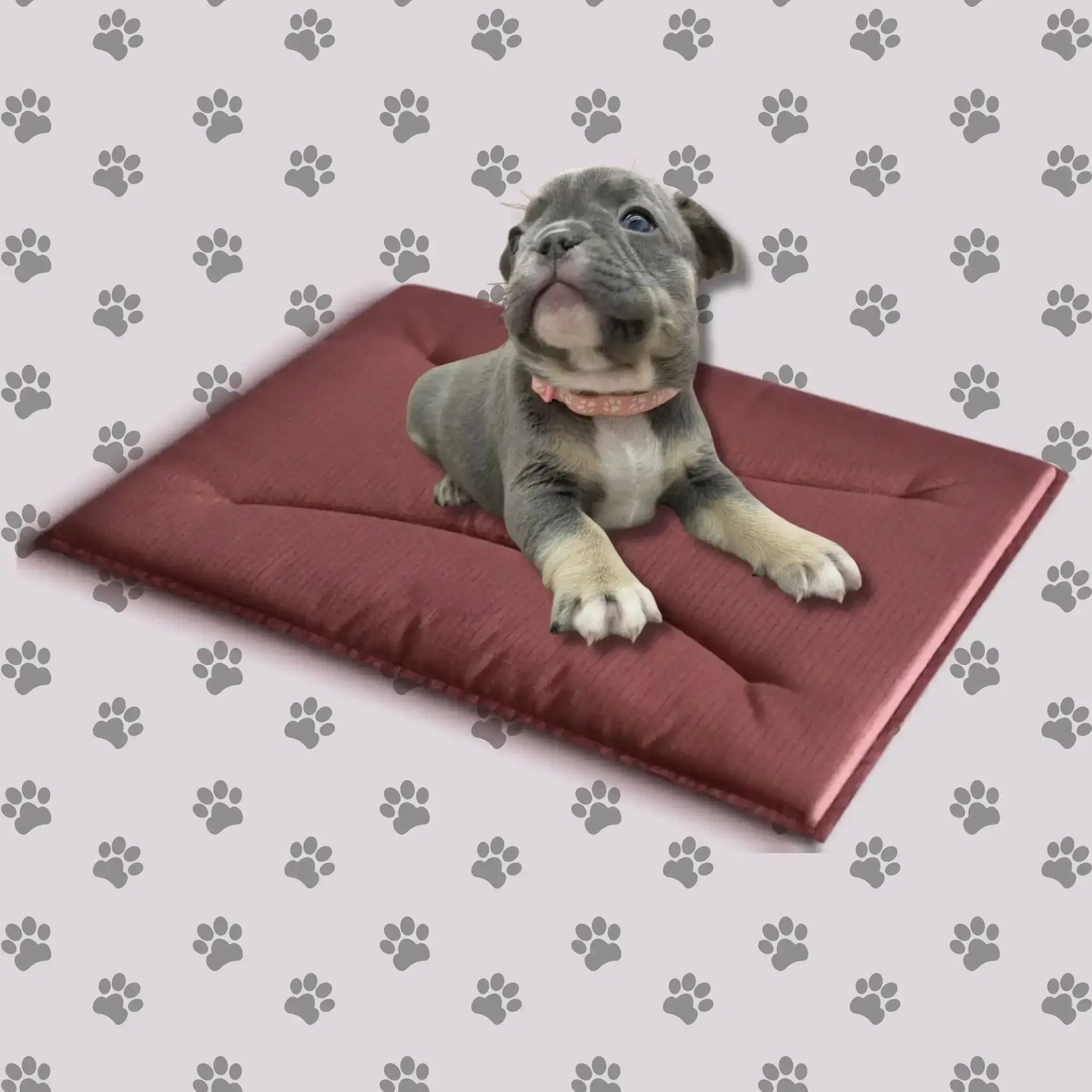 Un chiot bouledogue français est allongé sur un tapis our chiot de couleur rouge.