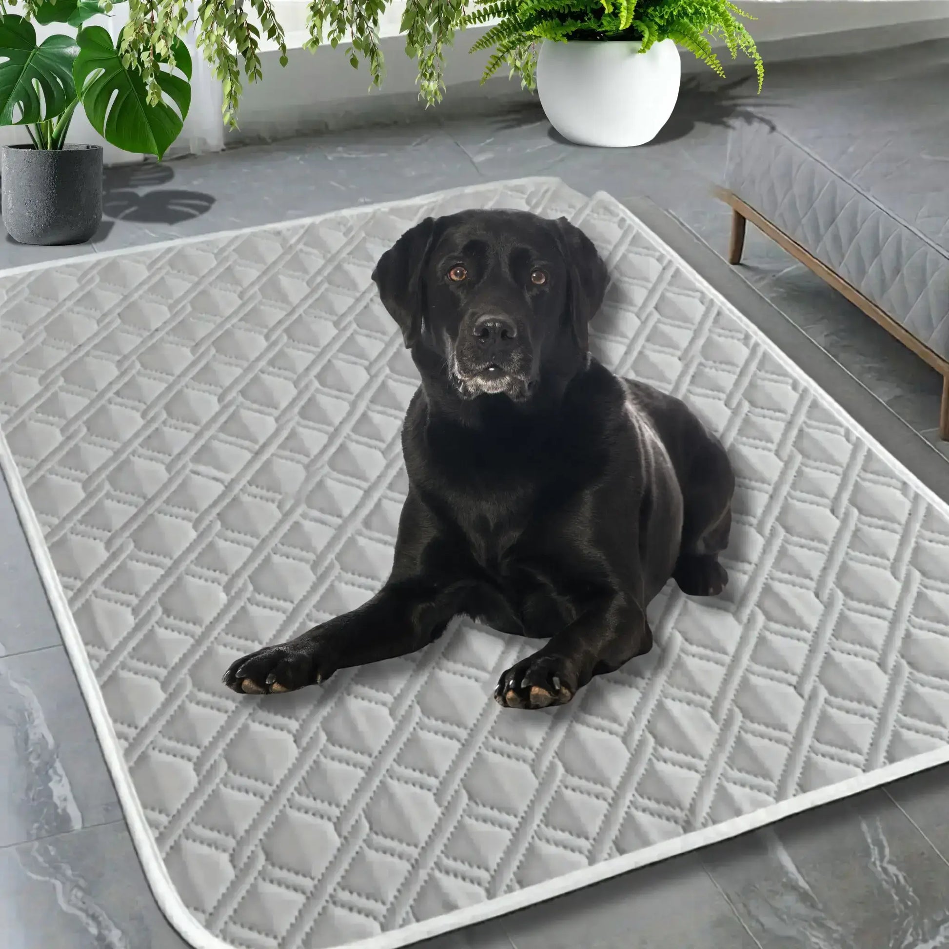 Un labrador allongé sur un tapis pour chien rafraichissant gris.