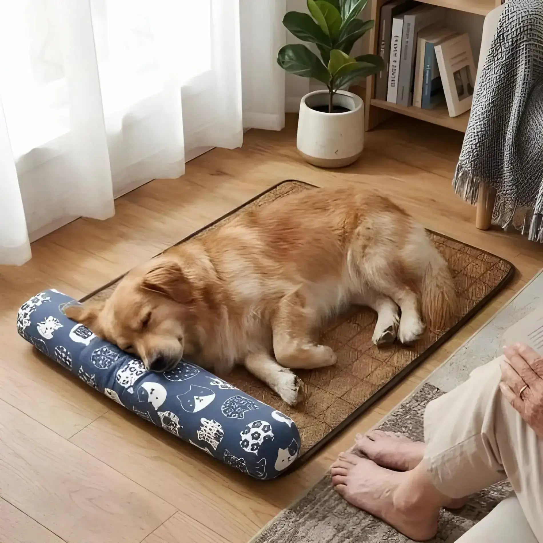 Un golden au pied de sa maitresse est allongé sur un tapis rafraichissant pour chien bleu.